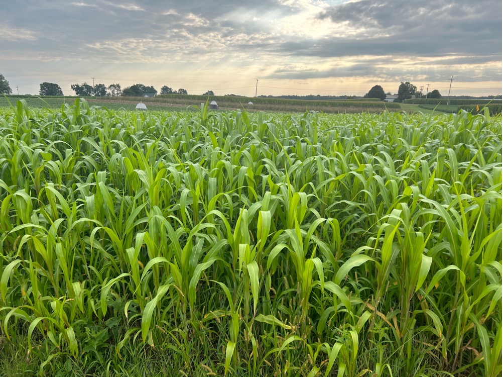 A tall, vibrant stand of sorghum-sudangrass growing in a field with a cloudy sky and distant farm fields in the background.